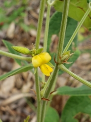 Rhynchosia tomentosa
