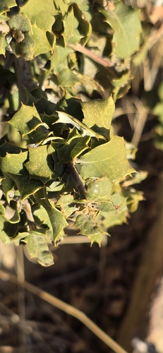 Image of Quercus palmeri by (c) Jonas Katona, some rights reserved (CC BY)