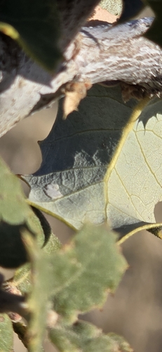 Image of Quercus palmeri by (c) Jonas Katona, some rights reserved (CC BY)