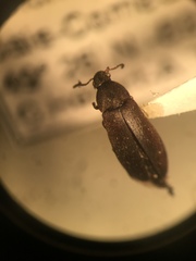 Scotochroa buprestoides