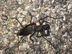 Mastigoproctus tohono