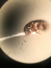 Scotochroa buprestoides