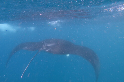 Reef manta ray