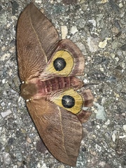 Automeris cecrops pamina