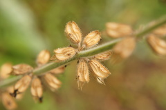 Salvia pratensis