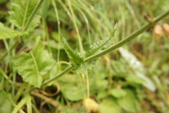 Salvia pratensis