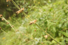 Salvia pratensis