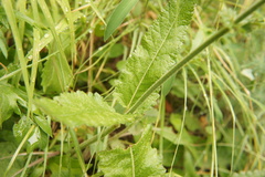 Salvia pratensis