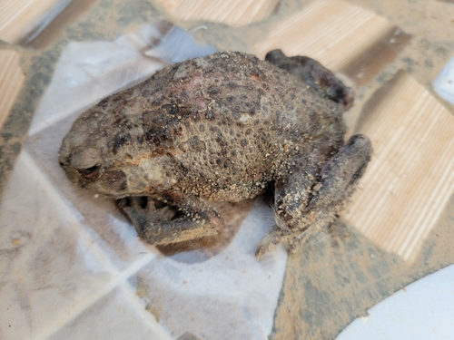 Egyptian Toad