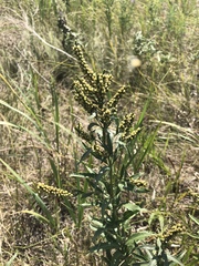 Veronica spuria