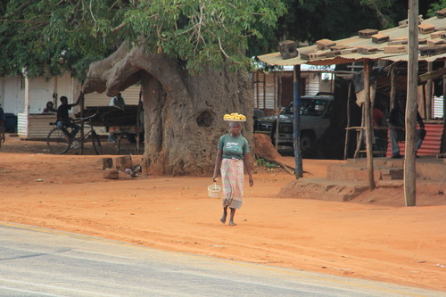African baobab
