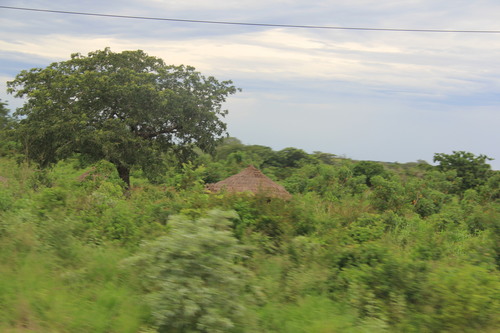marula