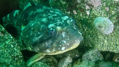 Marbled Rockcod photo 1