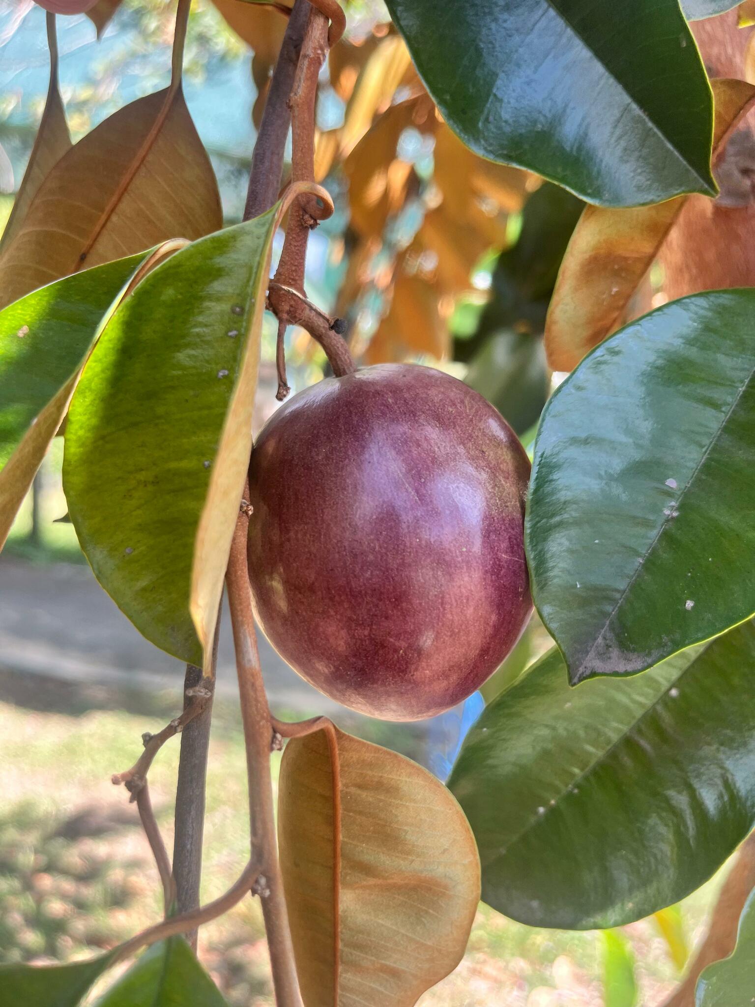 Imagem de Abiu-do-Pará