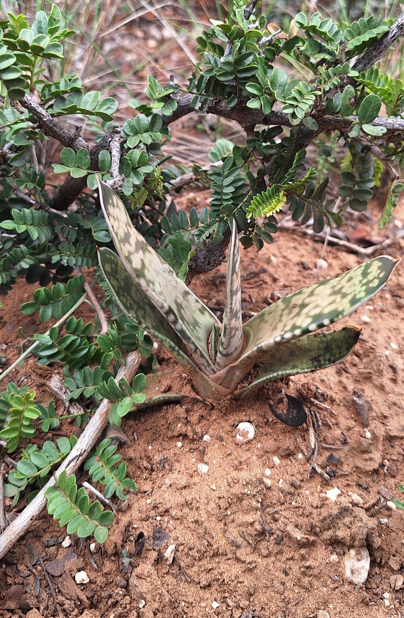 Imagem de Gasteria