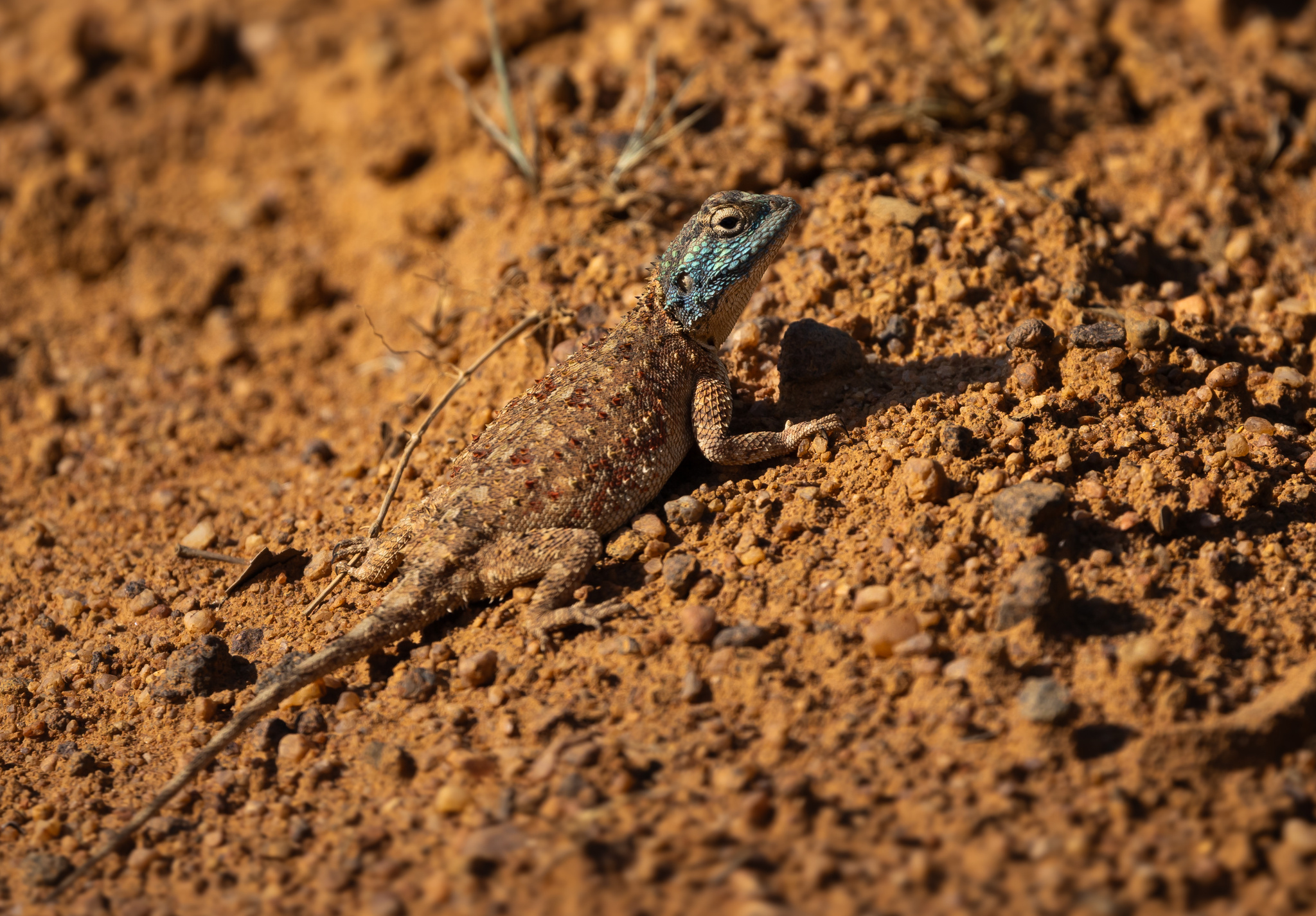 Agama aculeata distanti (Boulenger, 1902)