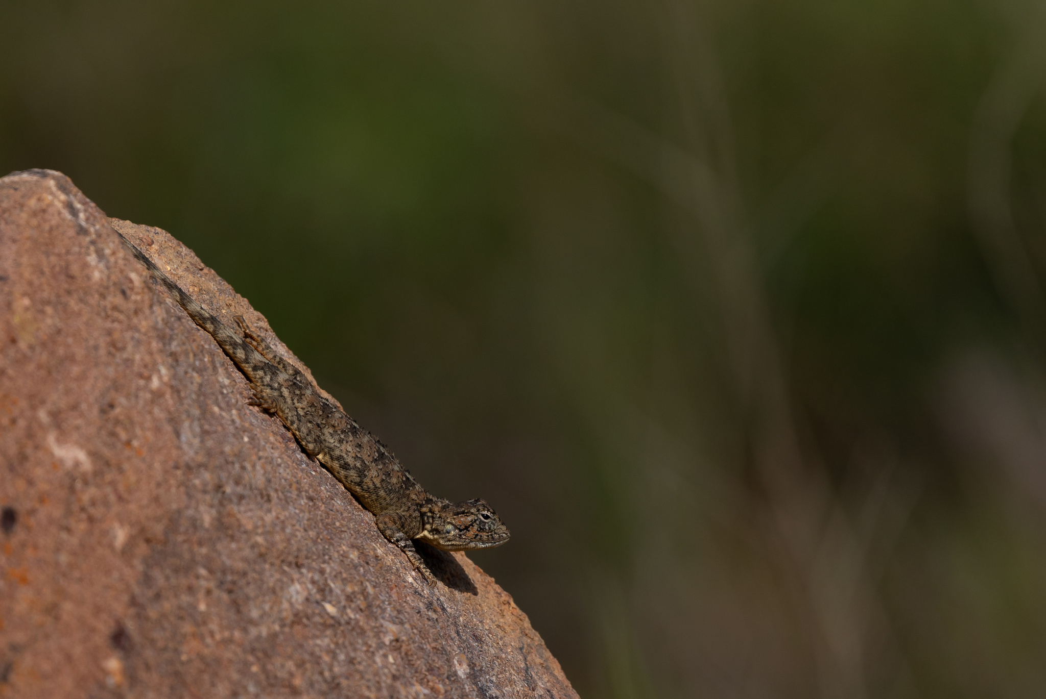 Agama aculeata distanti (Boulenger, 1902)