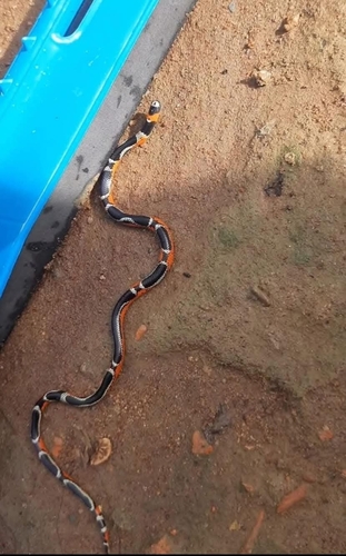 Brazilian ribbon coral snake