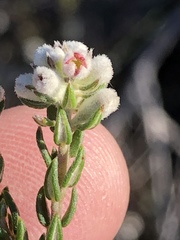 Phylica purpurea pearsonii