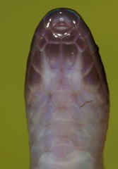 Schmidt's Reed Snake photo 4