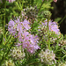 Feay's Prairie Clover - Photo (c) R Snyder, some rights reserved (CC BY-NC-SA), uploaded by R Snyder