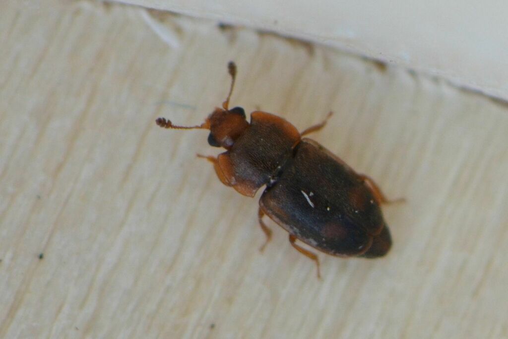 Epuraea biguttata