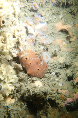 Amphimedon trindanea