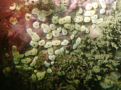 Didemnum carnulentum