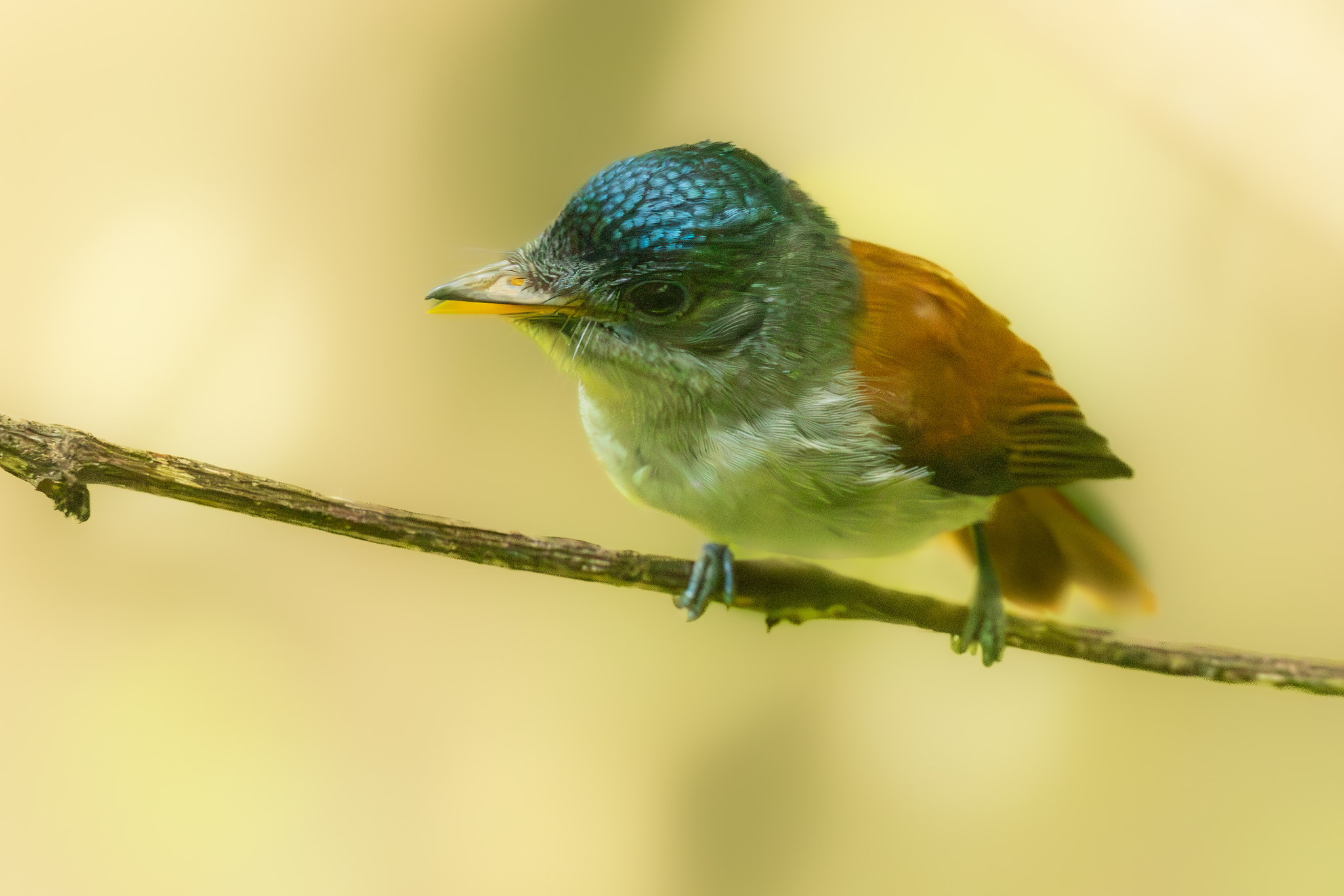 Sao Tome Paradise Flycatcher (Terpsiphone atrochalybeia), photo 8
