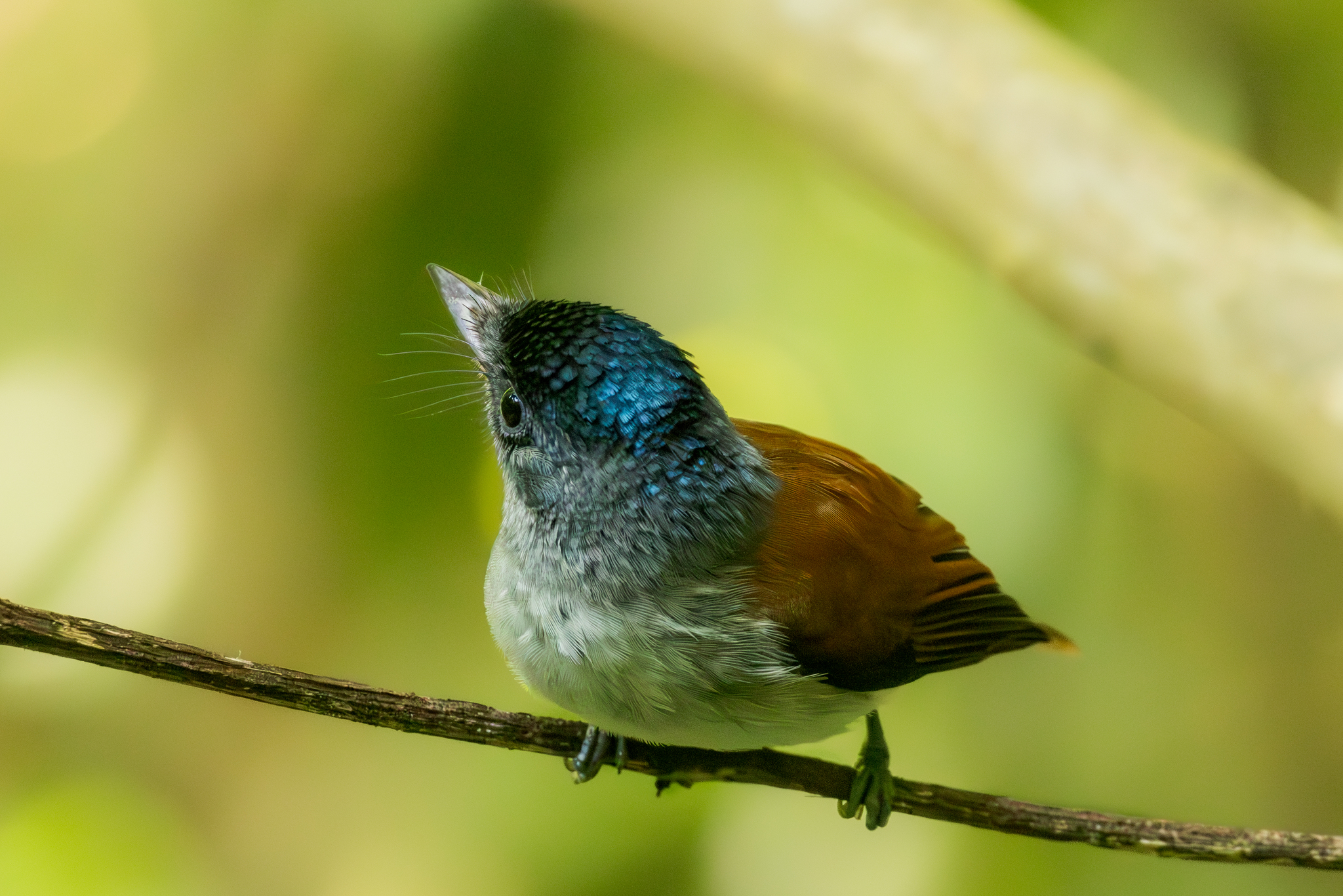 Sao Tome Paradise Flycatcher (Terpsiphone atrochalybeia), photo 9