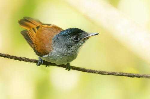 Sao Tome Paradise Flycatcher (Terpsiphone atrochalybeia), photo 7