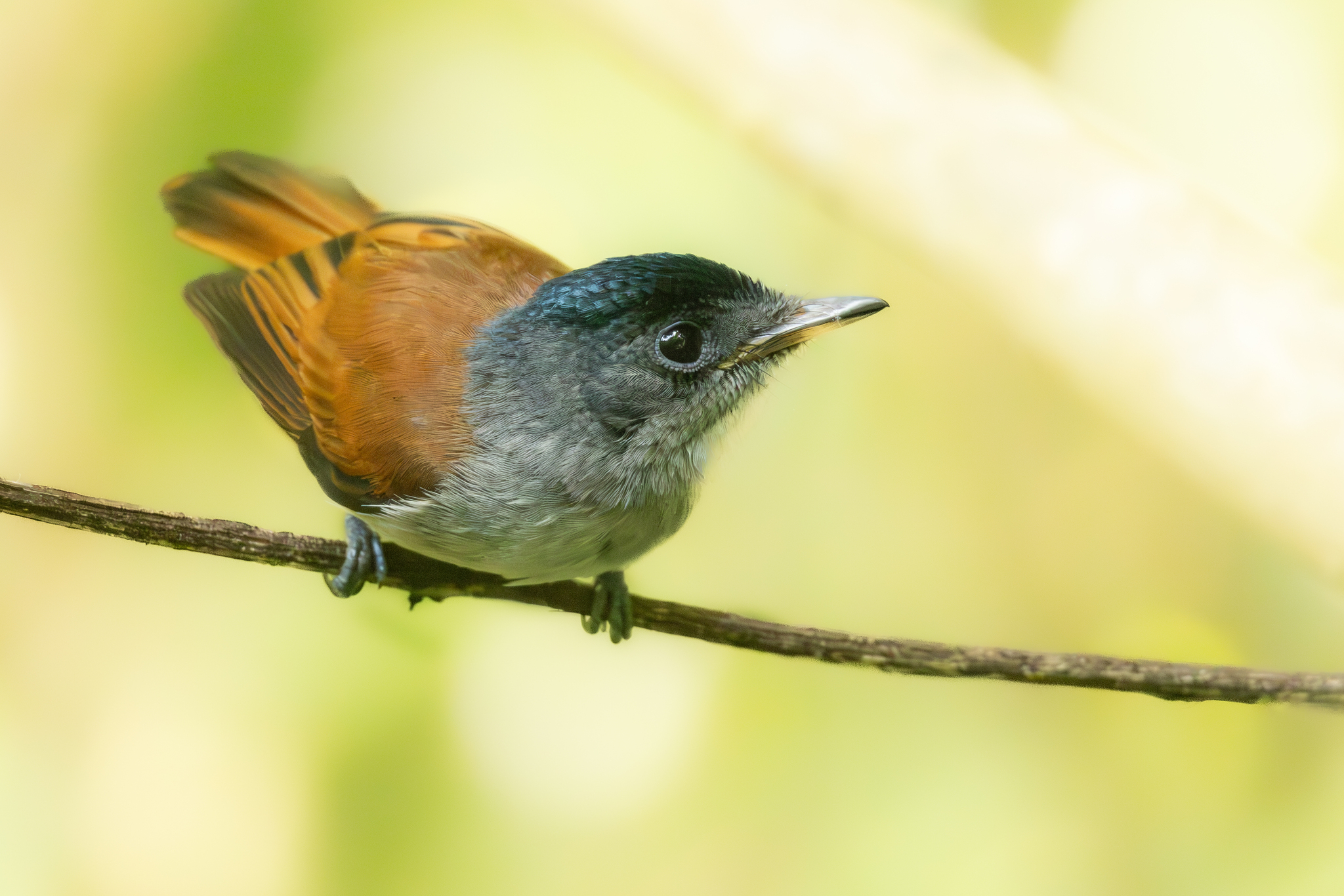 Sao Tome Paradise Flycatcher (Terpsiphone atrochalybeia), photo 7