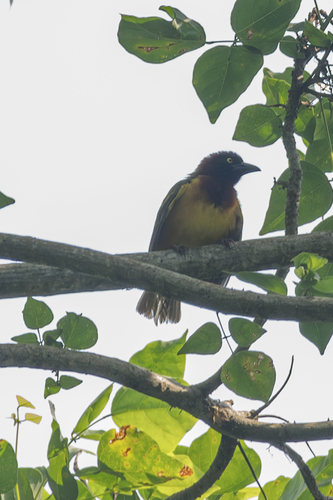 Giant Weaver (Ploceus grandis), photo 4