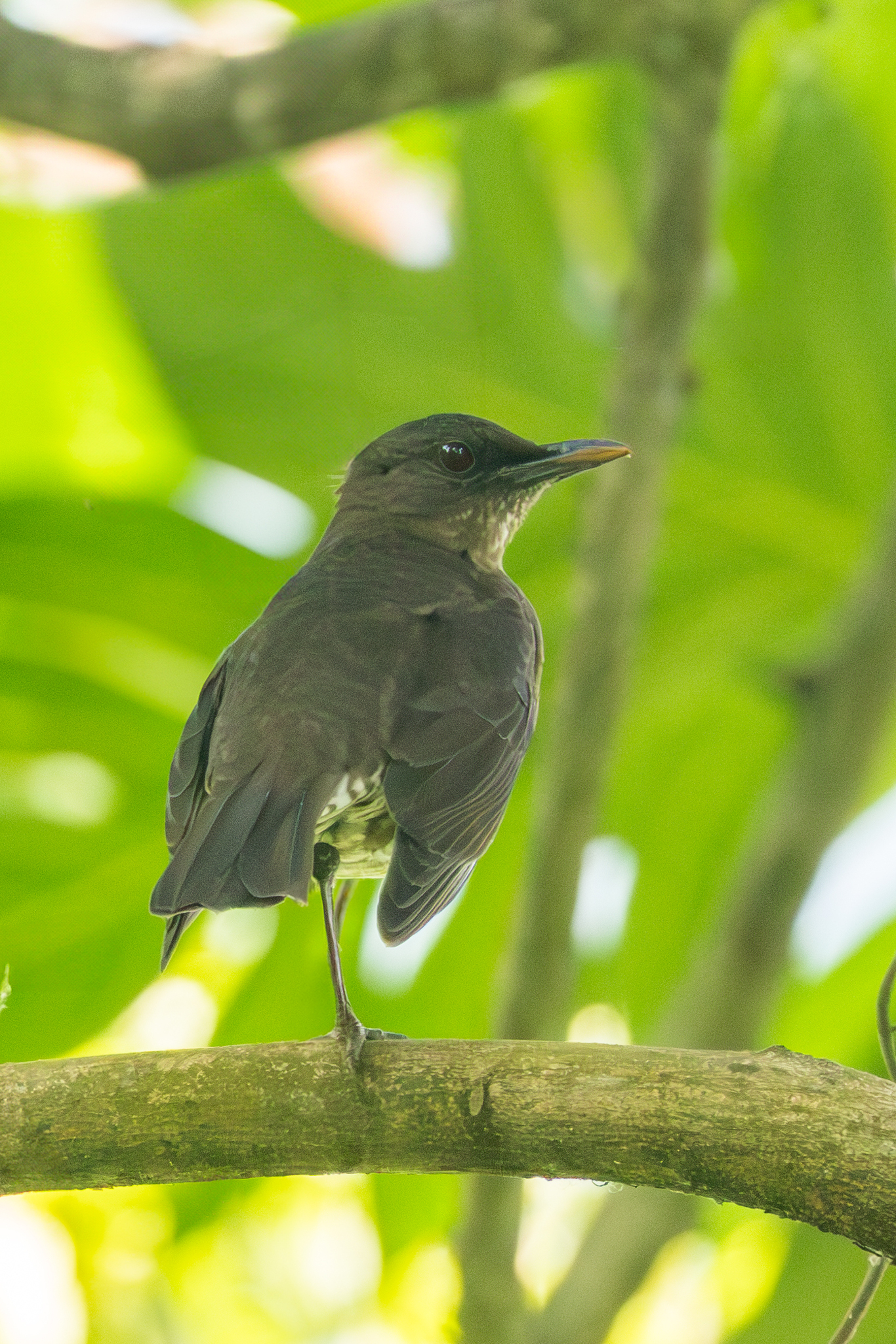 Sao Tome Thrush (Turdus olivaceofuscus), photo 5
