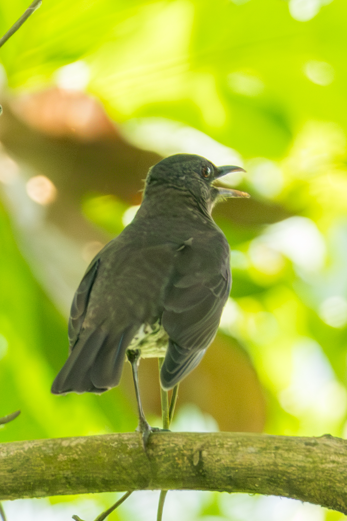 Sao Tome Thrush (Turdus olivaceofuscus), photo 4