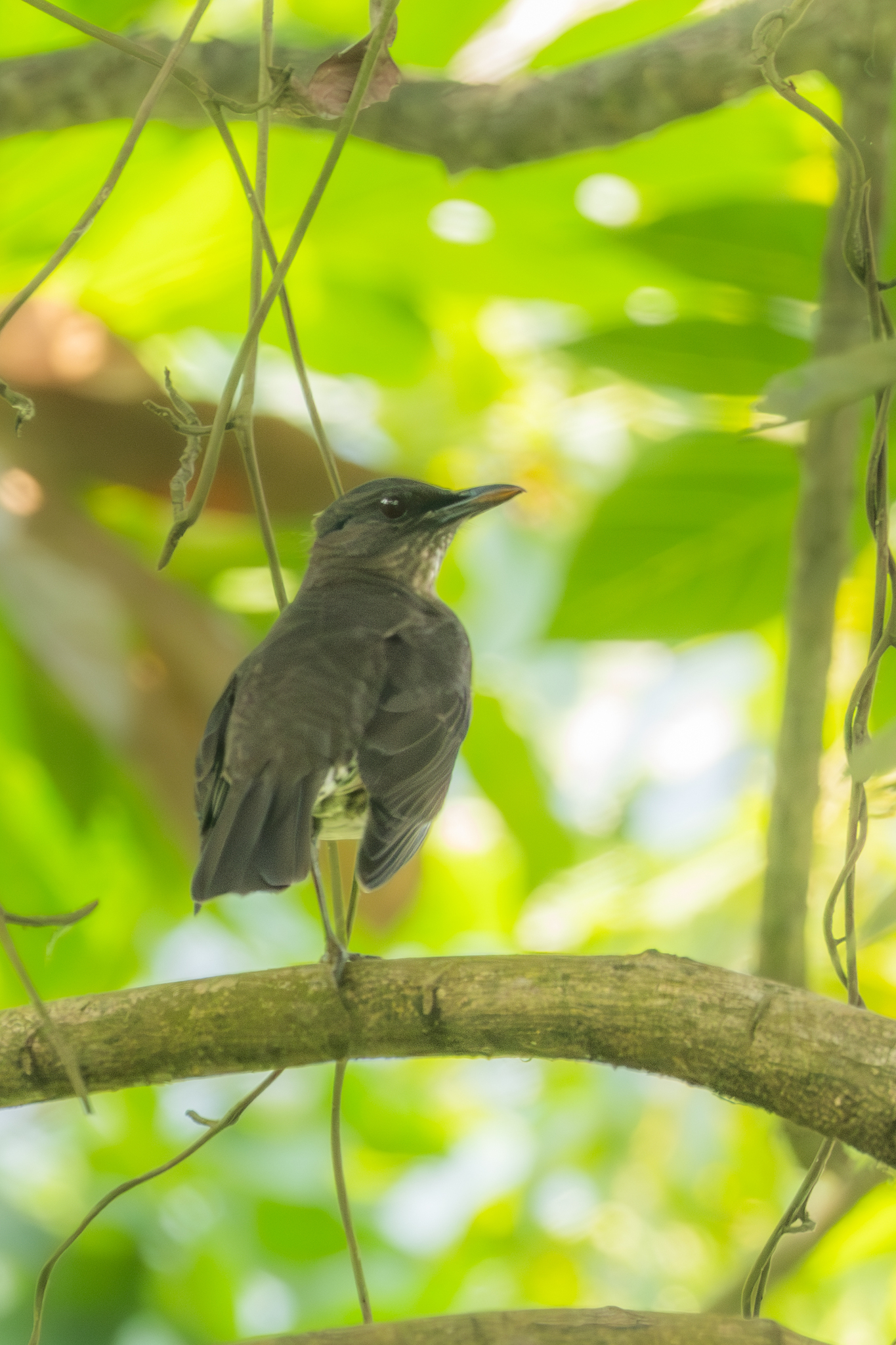 Sao Tome Thrush (Turdus olivaceofuscus), photo 6