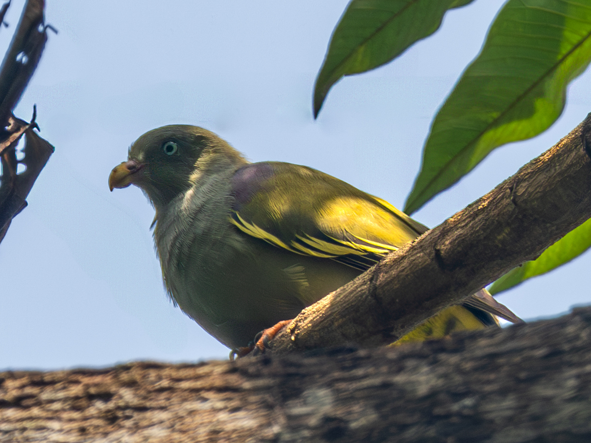 Sao Tome Green Pigeon (Treron sanctithomae), photo 10
