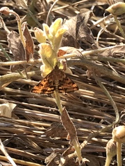 Pyrausta subsequalis