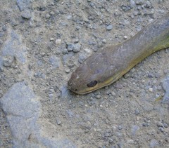 Mastigodryas boddaerti