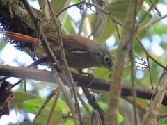 Automolus ochrolaemus