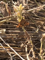 Pyrausta subsequalis