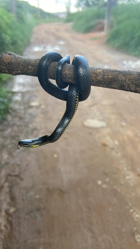 Dotted Brown Snake