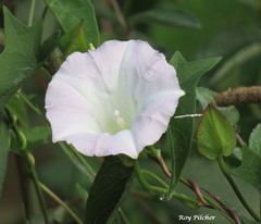 Calystegia sepium sepium