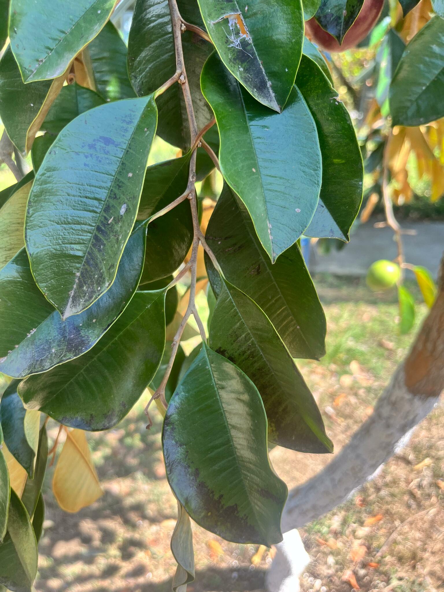 Imagem de Abiu-do-Pará