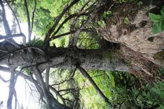 Abies sachalinensis