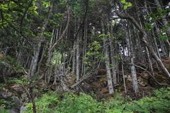 Abies sachalinensis