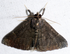 Hypena sordidula