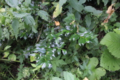 Ilex colchica
