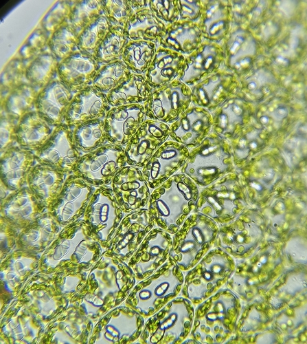 Image of Nardia compressa by (c) Helen Waterman, some rights reserved (CC BY)