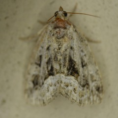 Protodeltote muscosula